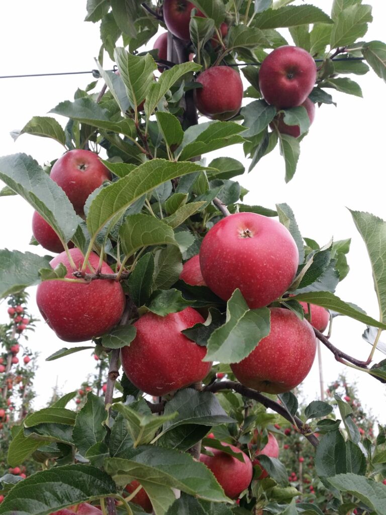 jabłka z sadu w wielkopolsce